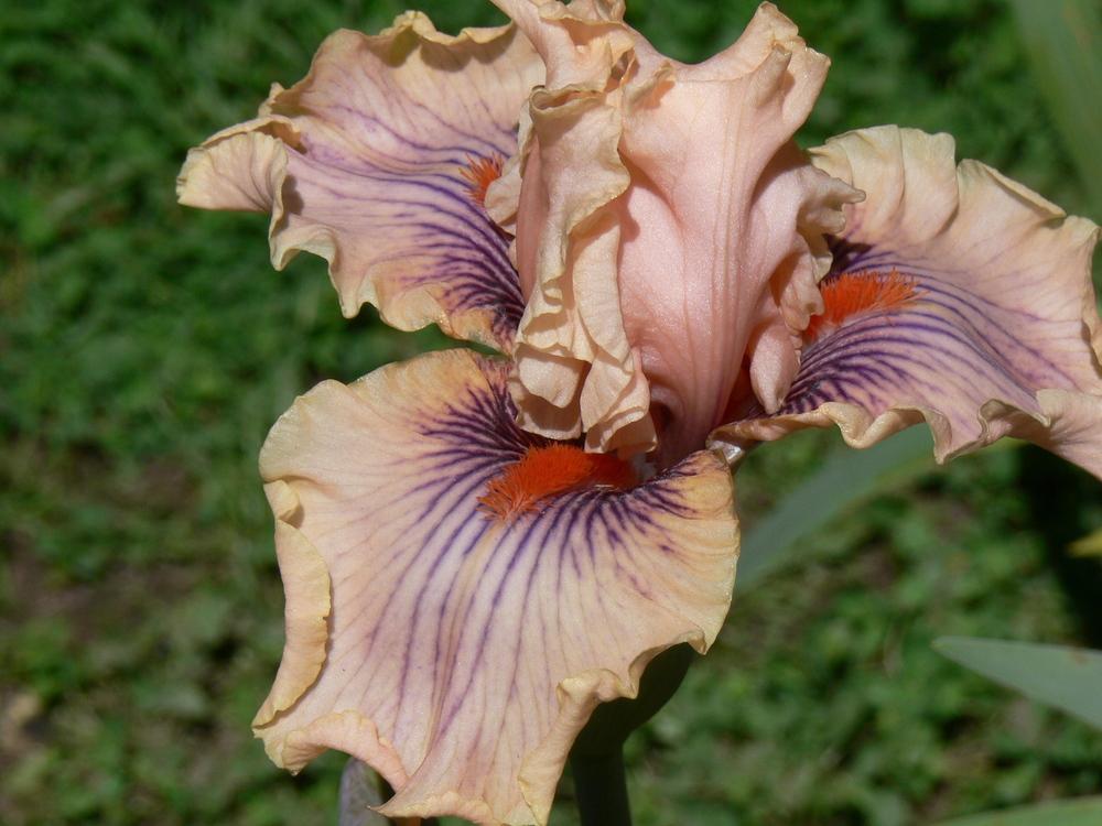 Photo of Tall Bearded Iris (Iris 'Center Line') uploaded by janwax
