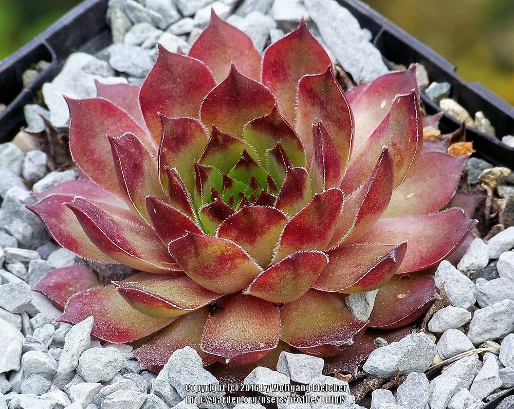 Photo of Hen and Chicks (Sempervivum 'Dallas') uploaded by turini