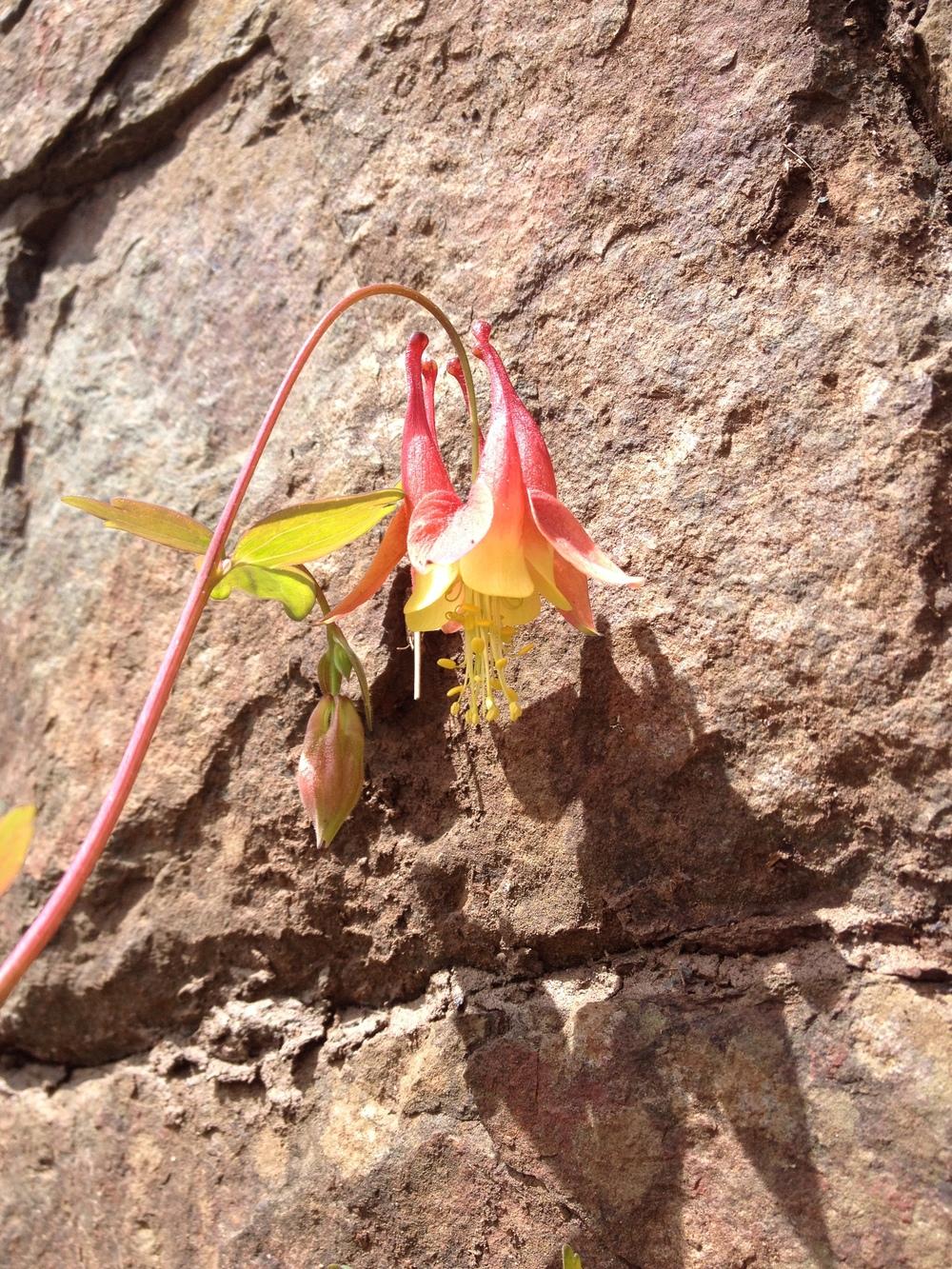 Photo of Eastern Red Columbine (Aquilegia canadensis) uploaded by Anderwood