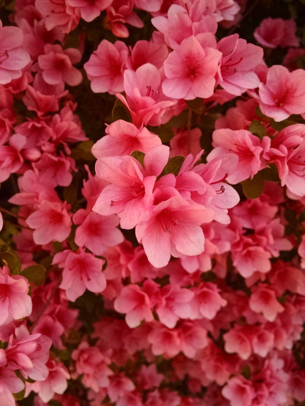 Photo of Azalea (Rhododendron 'Coral Bells') uploaded by Catmint20906