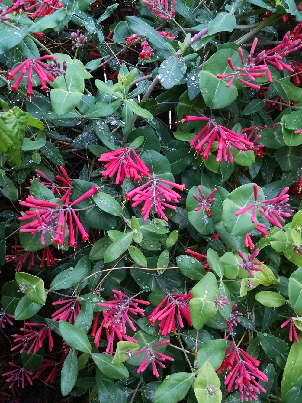 Photo of Coral Honeysuckle (Lonicera sempervirens 'Major Wheeler') uploaded by Catmint20906