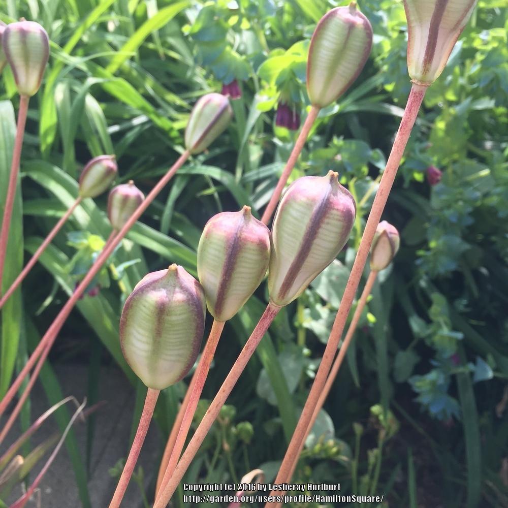 Photo of Species Tulip (Tulipa orphanidea) uploaded by HamiltonSquare