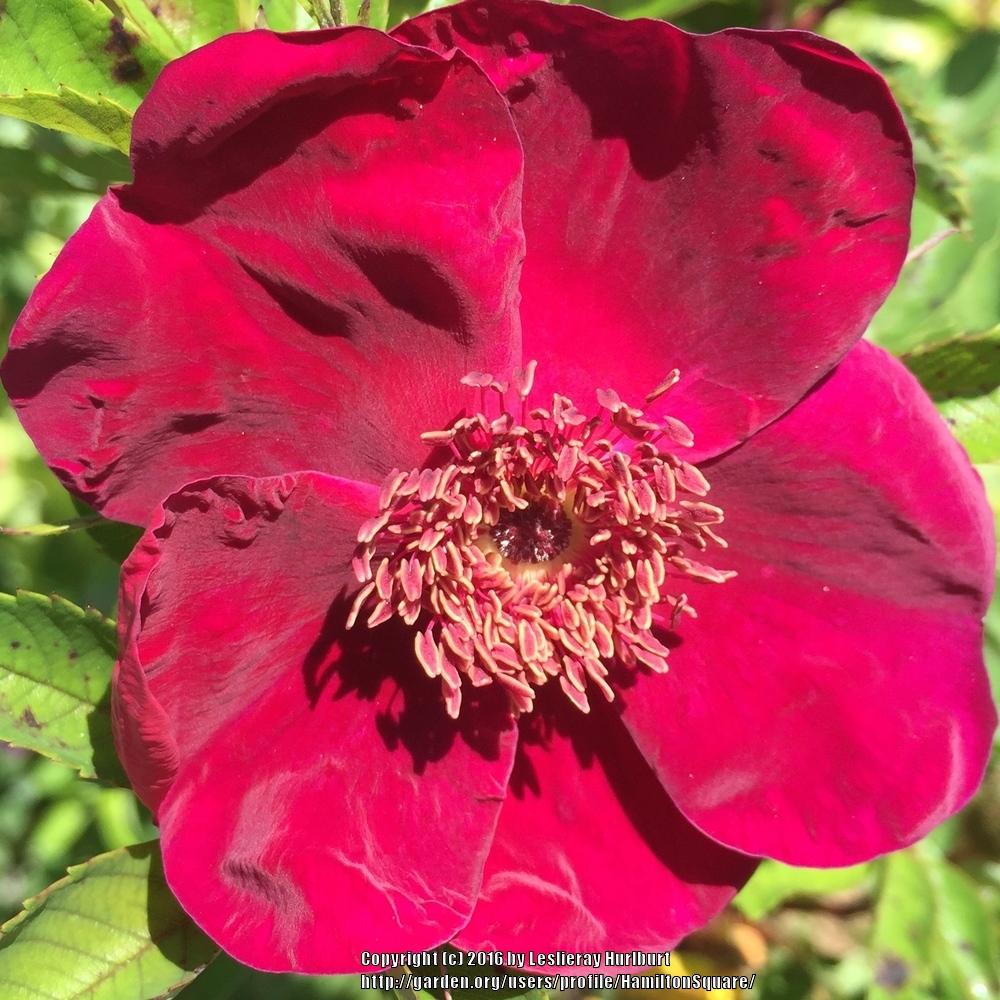 Photo of Rose (Rosa 'Basye's Purple Rose') uploaded by HamiltonSquare