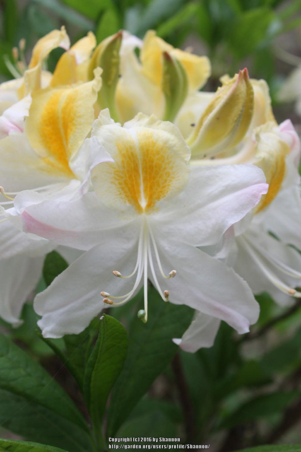Photo of Azalea (Rhododendron 'Northern Hi-lights') uploaded by Shannon