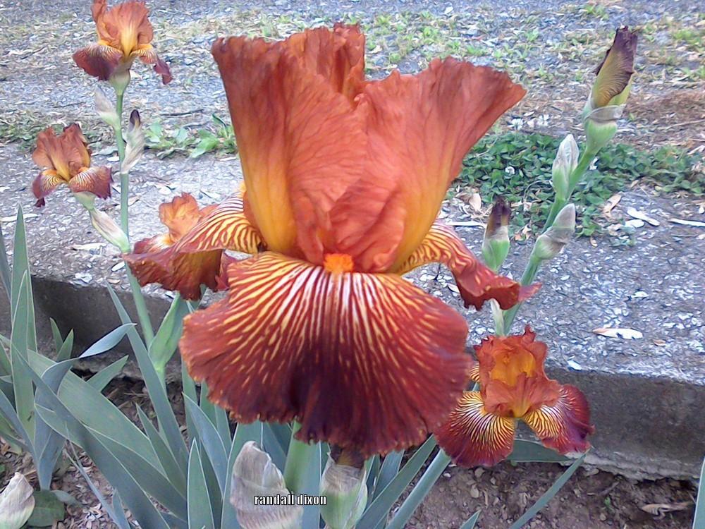 Photo of Tall Bearded Iris (Iris 'Mauna Loa Fire') uploaded by arilbred