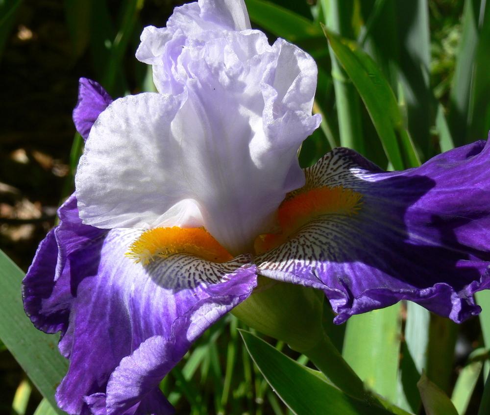 Photo of Tall Bearded Iris (Iris 'Like Wow') uploaded by janwax