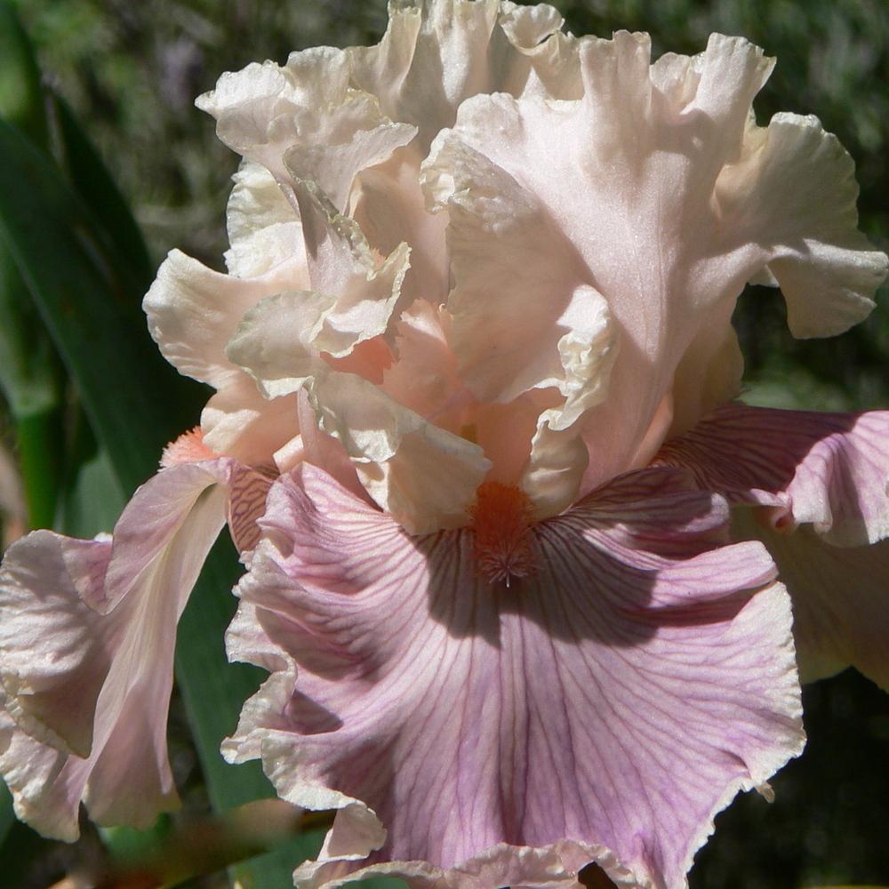 Photo of Tall Bearded Iris (Iris 'Cross My Heart') uploaded by janwax