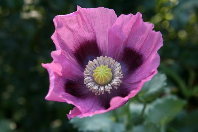 Photo of Poppies (Papaver) uploaded by Calif_Sue