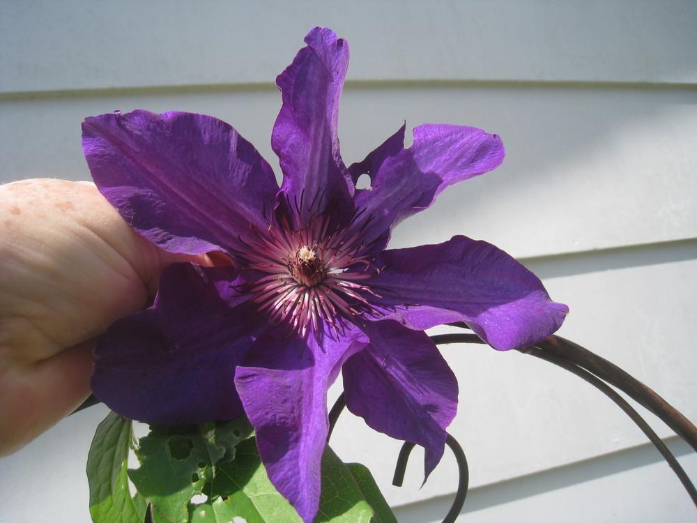 Photo of Clematis 'The President' uploaded by Hemophobic