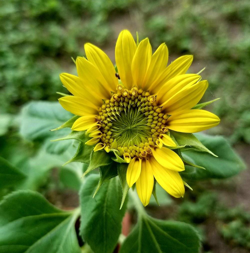 Photo of Sunflowers (Helianthus annuus) uploaded by JamesAcclaims