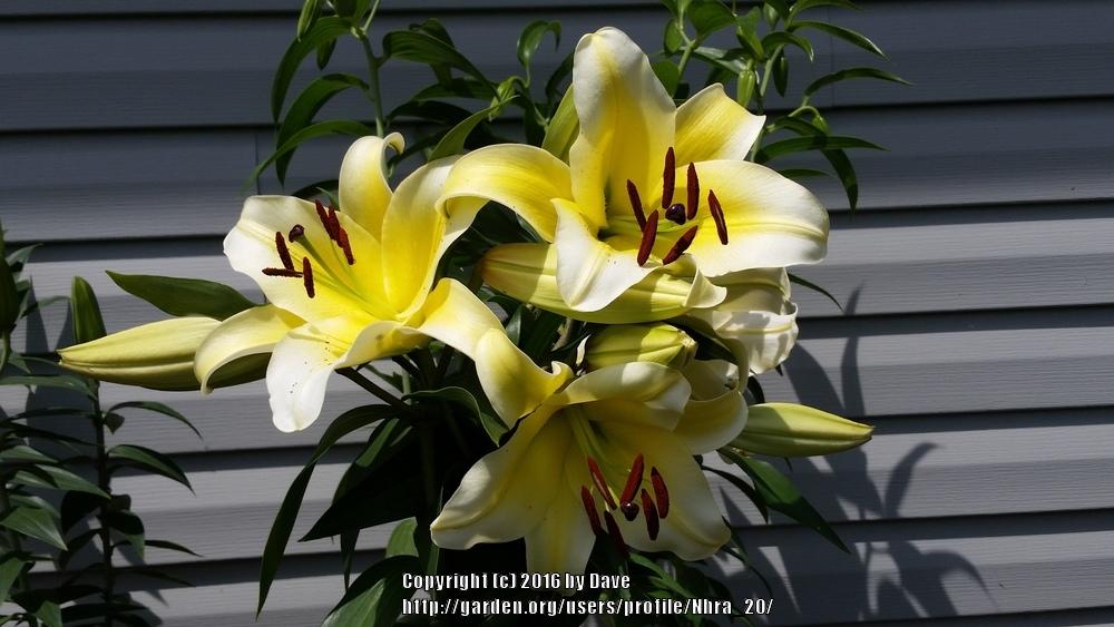 Photo of Lily (Lilium 'Conca d'Or') uploaded by Nhra_20