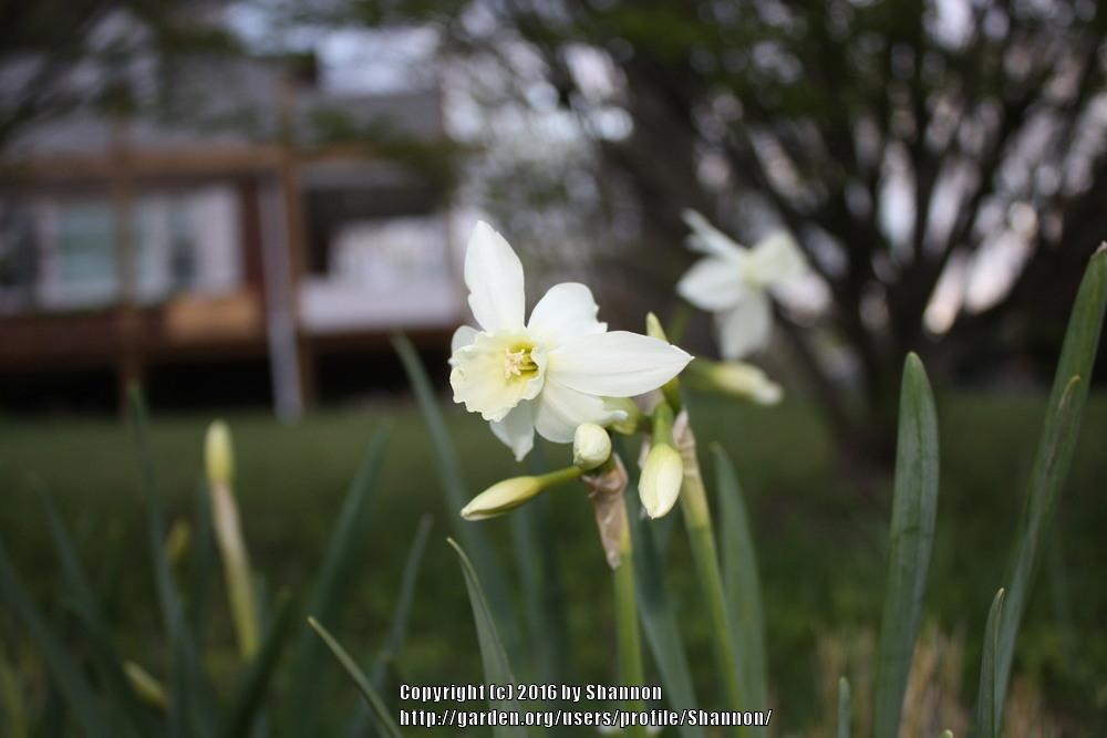 Photo of Triandrus Daffodil (Narcissus 'Thalia') uploaded by Shannon
