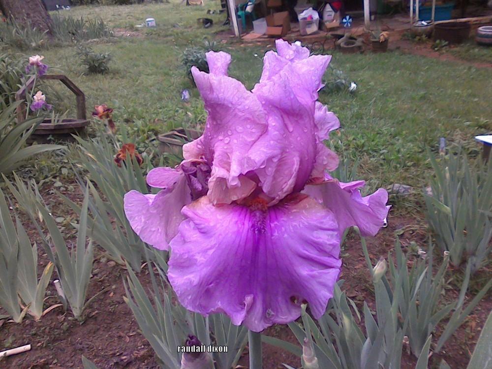Photo of Tall Bearded Iris (Iris 'Silk Run') uploaded by arilbred
