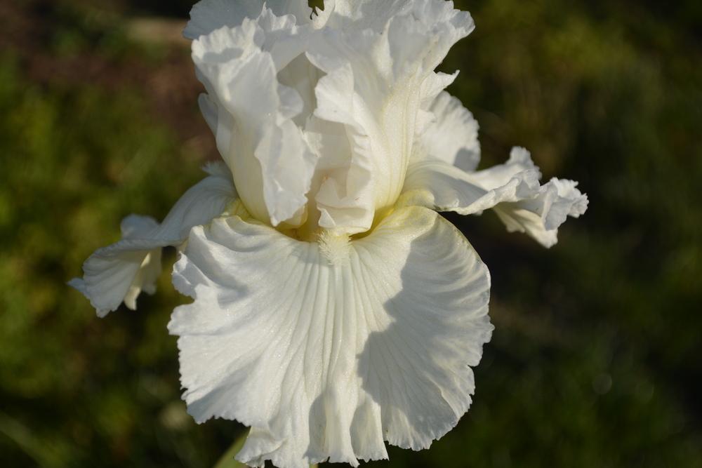 Photo of Tall Bearded Iris (Iris 'Chantilly Bride') uploaded by iciris
