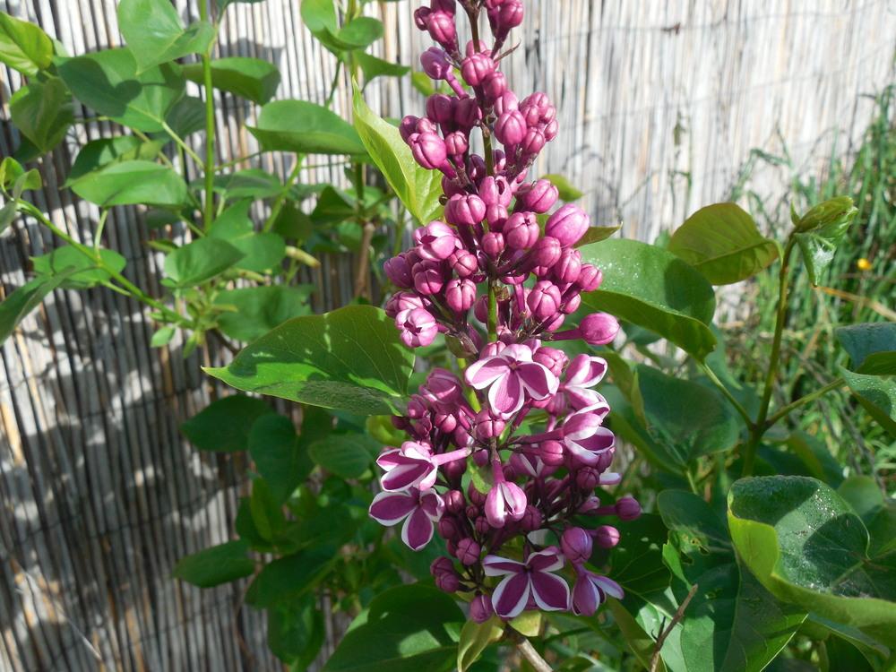 Photo of Common Lilac (Syringa vulgaris 'Sensation') uploaded by wcgypsy