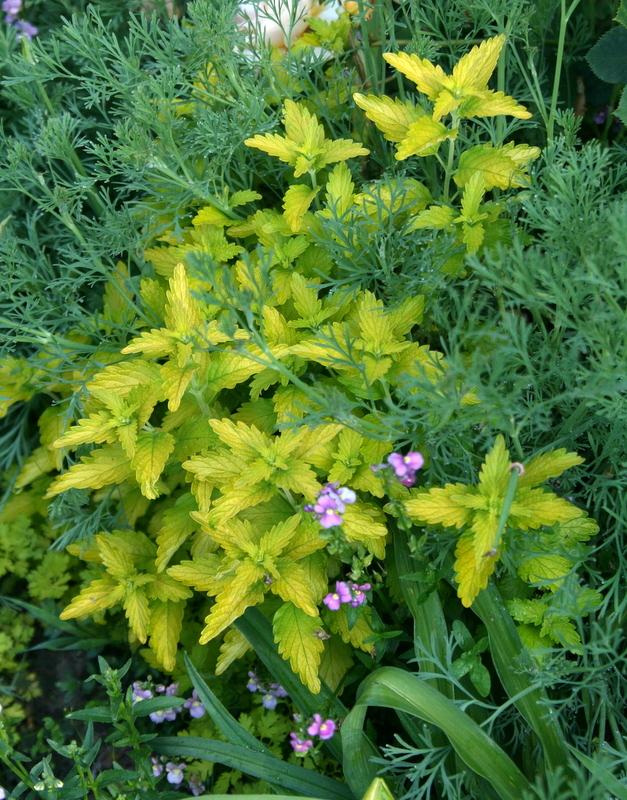 Photo of Bluebeard (Caryopteris x clandonensis Hint of Gold™) uploaded by Calif_Sue