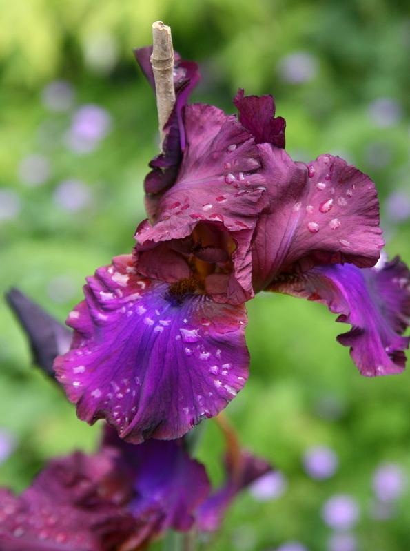 Photo of Tall Bearded Iris (Iris 'Grape Expectations') uploaded by Calif_Sue