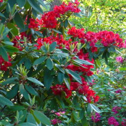 Location: Riverview, Robson, B.C.
Date: 2009-06-04
 7:17 pm. A wonderful contrast to the strong pink Rhodo next to i