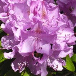 Location: Riverview, Robson, B.C.
Date: 2008-06-03
 11:29 am. Each perfect florette, makes up into a marvellous flow