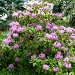 Location: Riverview, Robson, B.C.
Date: 2008-06-07
 12:46 am. Bought as a 10 year old shrub in 1986, thirty years ag
