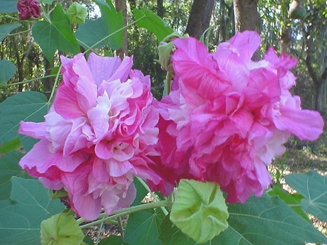 Photo of Confederate Rose (Hibiscus mutabilis) uploaded by Kabby