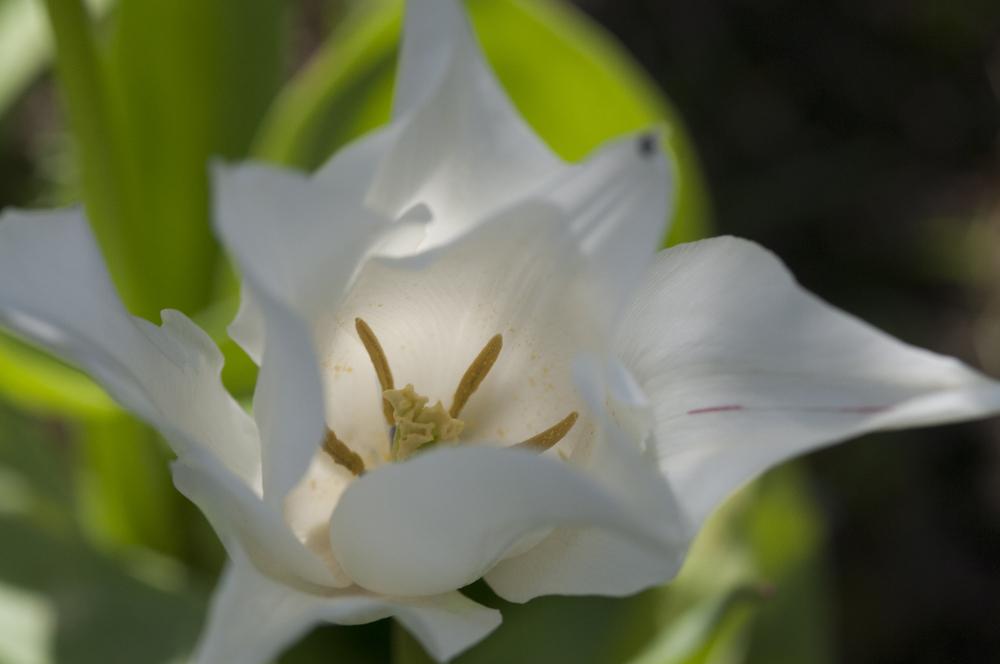 Photo of Lily-Flowered Tulip (Tulipa 'White Triumphator') uploaded by cliftoncat