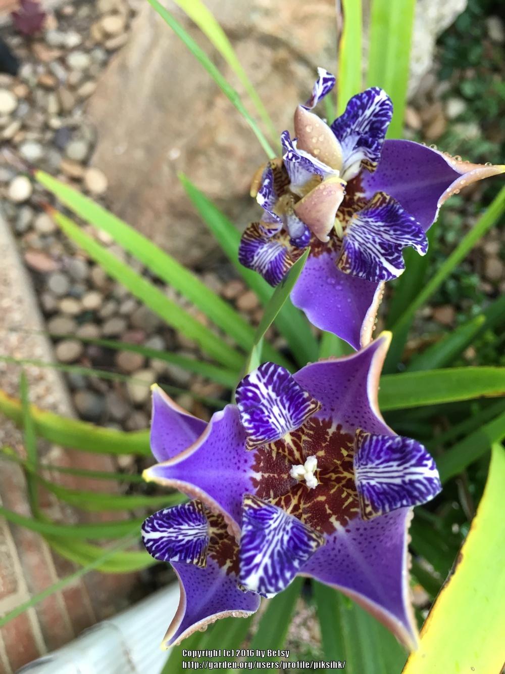 Photo of Walking Iris (Trimezia coerulea) uploaded by piksihk