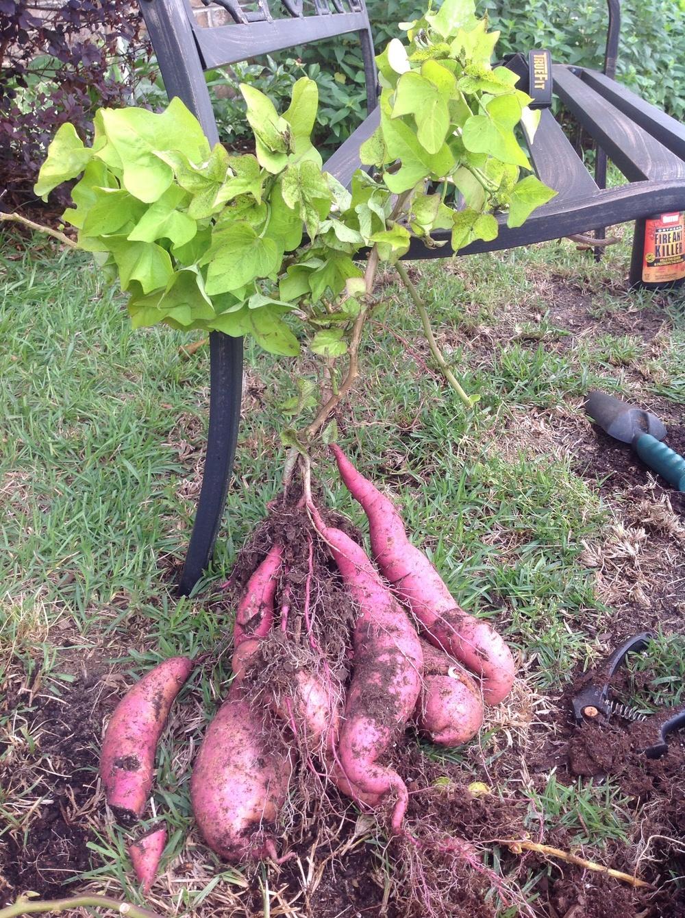 Photo of Ornamental Sweet Potato (Ipomoea batatas 'Margarita') uploaded by scflowers
