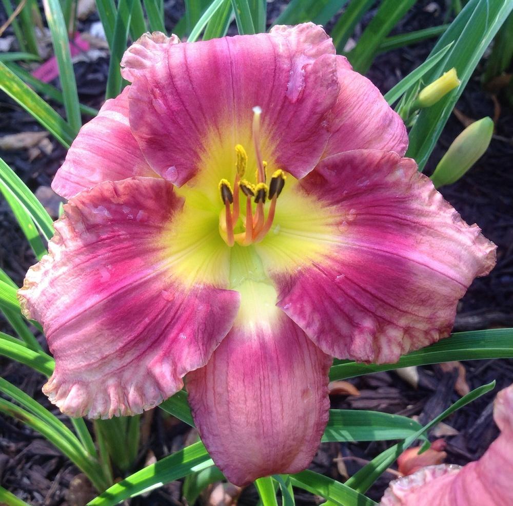 Photo of Daylily (Hemerocallis 'Totally Southern') uploaded by scflowers