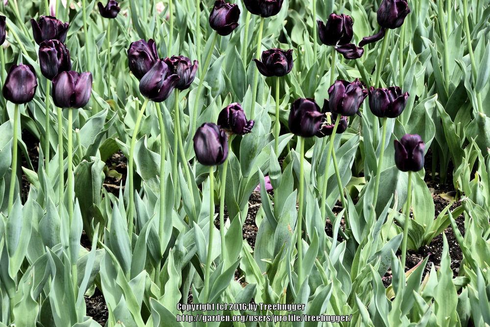 Photo of Single Late Tulip (Tulipa 'Queen of Night') uploaded by treehugger