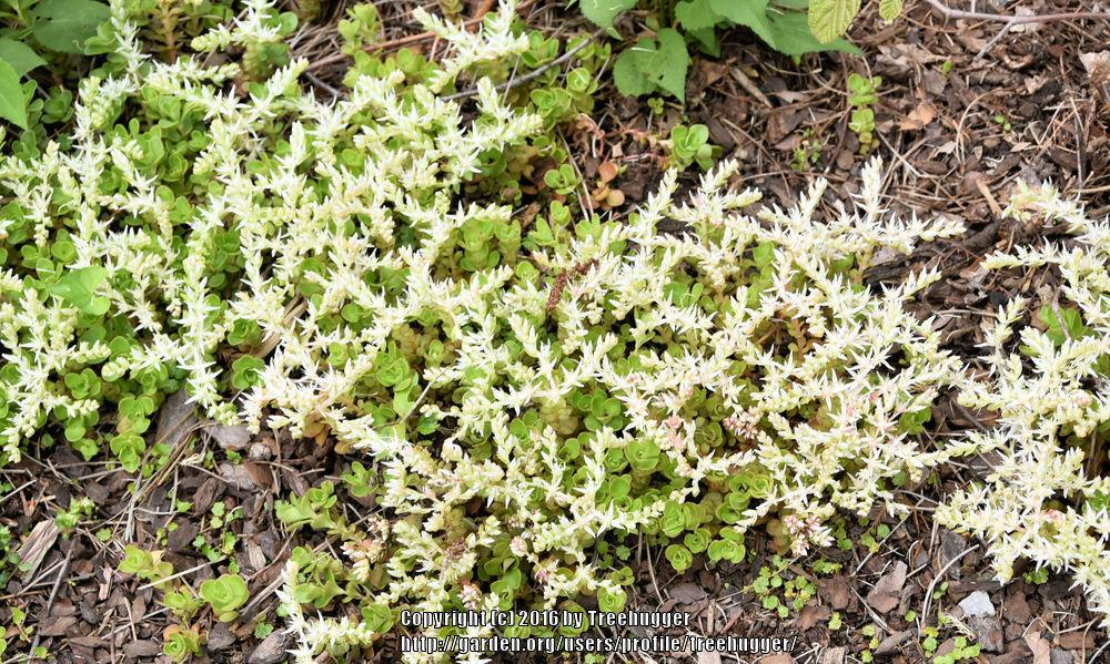 Photo of Woodland Stonecrop (Sedum ternatum) uploaded by treehugger