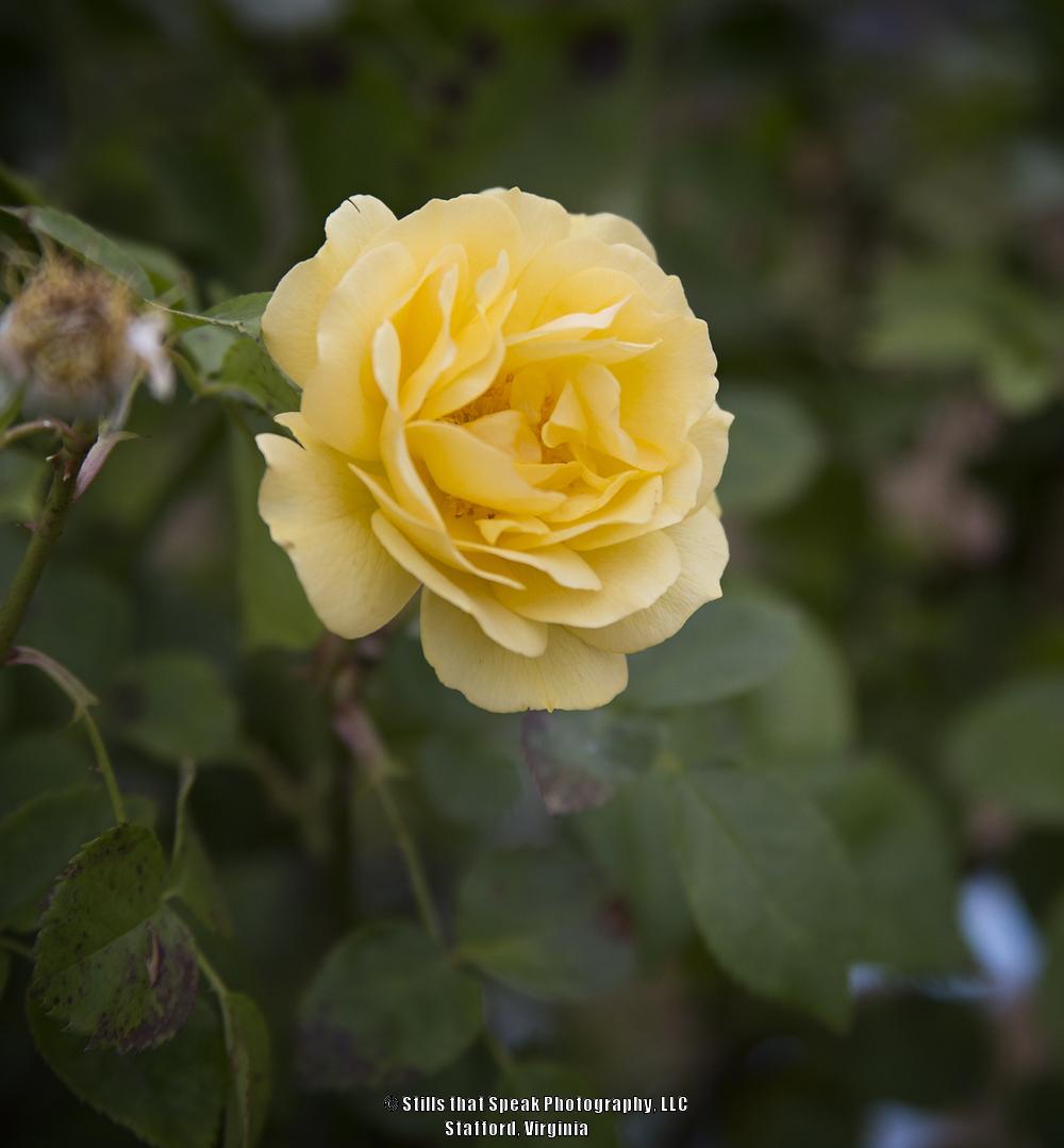 Photo of Floribunda Rose (Rosa 'Julia Child') uploaded by Chantell