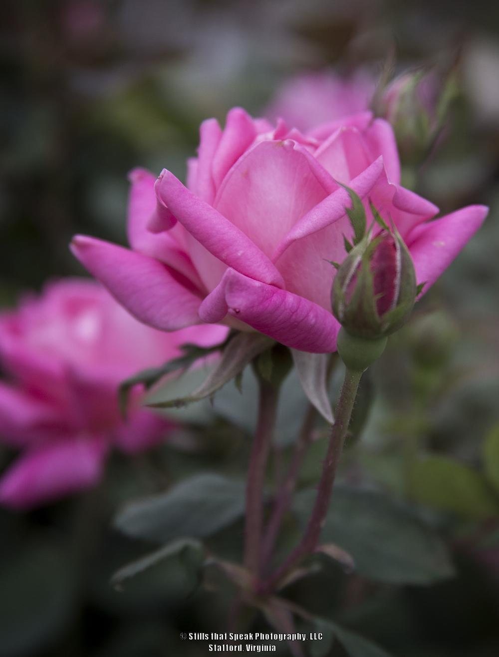 Photo of Rose (Rosa 'Pink Double Knock Out') uploaded by Chantell
