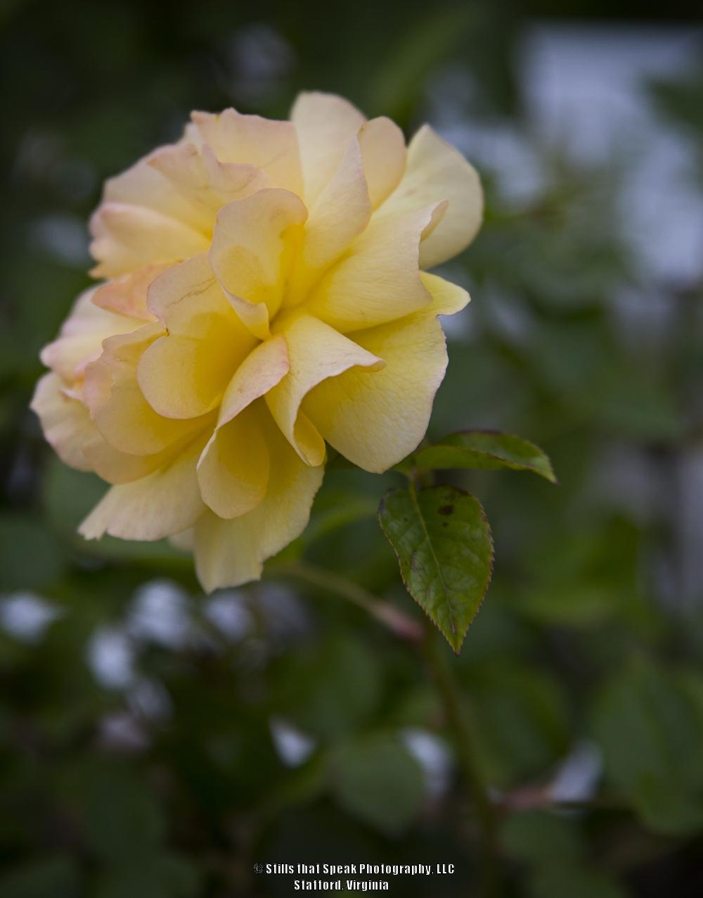 Photo of Floribunda Rose (Rosa 'Julia Child') uploaded by Chantell