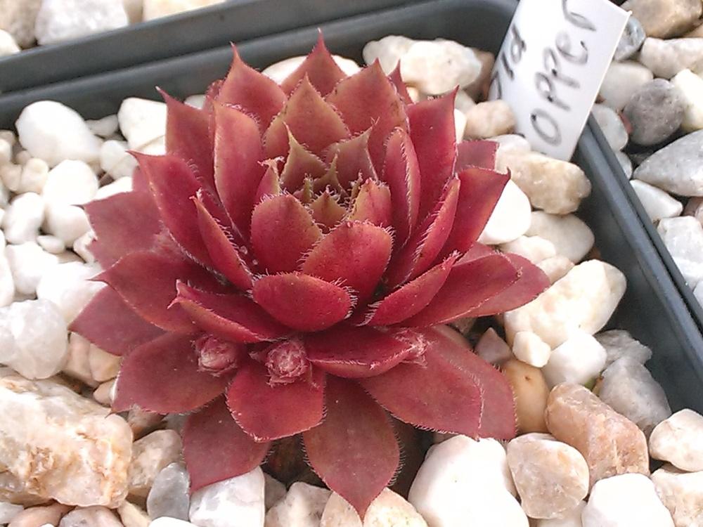 Photo of Hen and Chicks (Sempervivum 'Old Copper') uploaded by jkbingh
