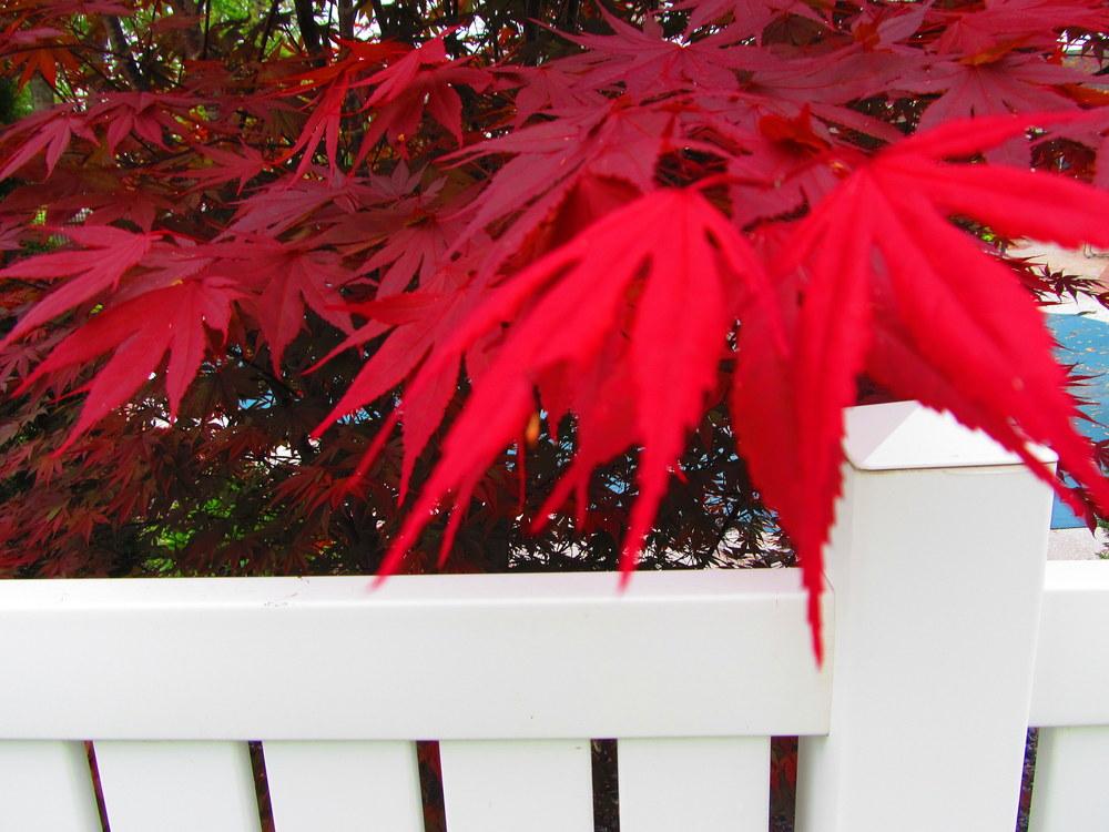 Photo of Japanese Maple (Acer palmatum) uploaded by jmorth