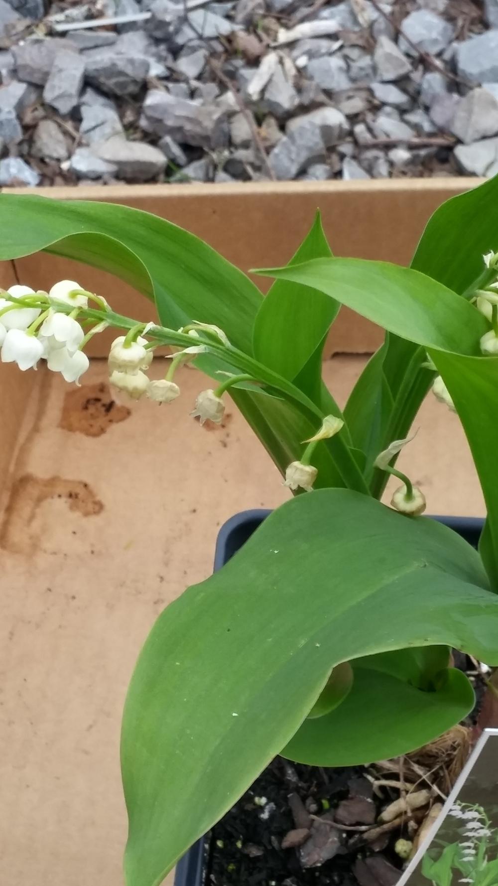 Photo of Lily Of The Valley (Convallaria majalis) uploaded by plantcollector