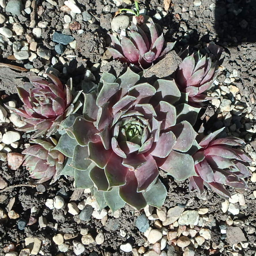 Photo of Hen and Chicks (Sempervivum 'Pacific Blue Ice') uploaded by stilldew
