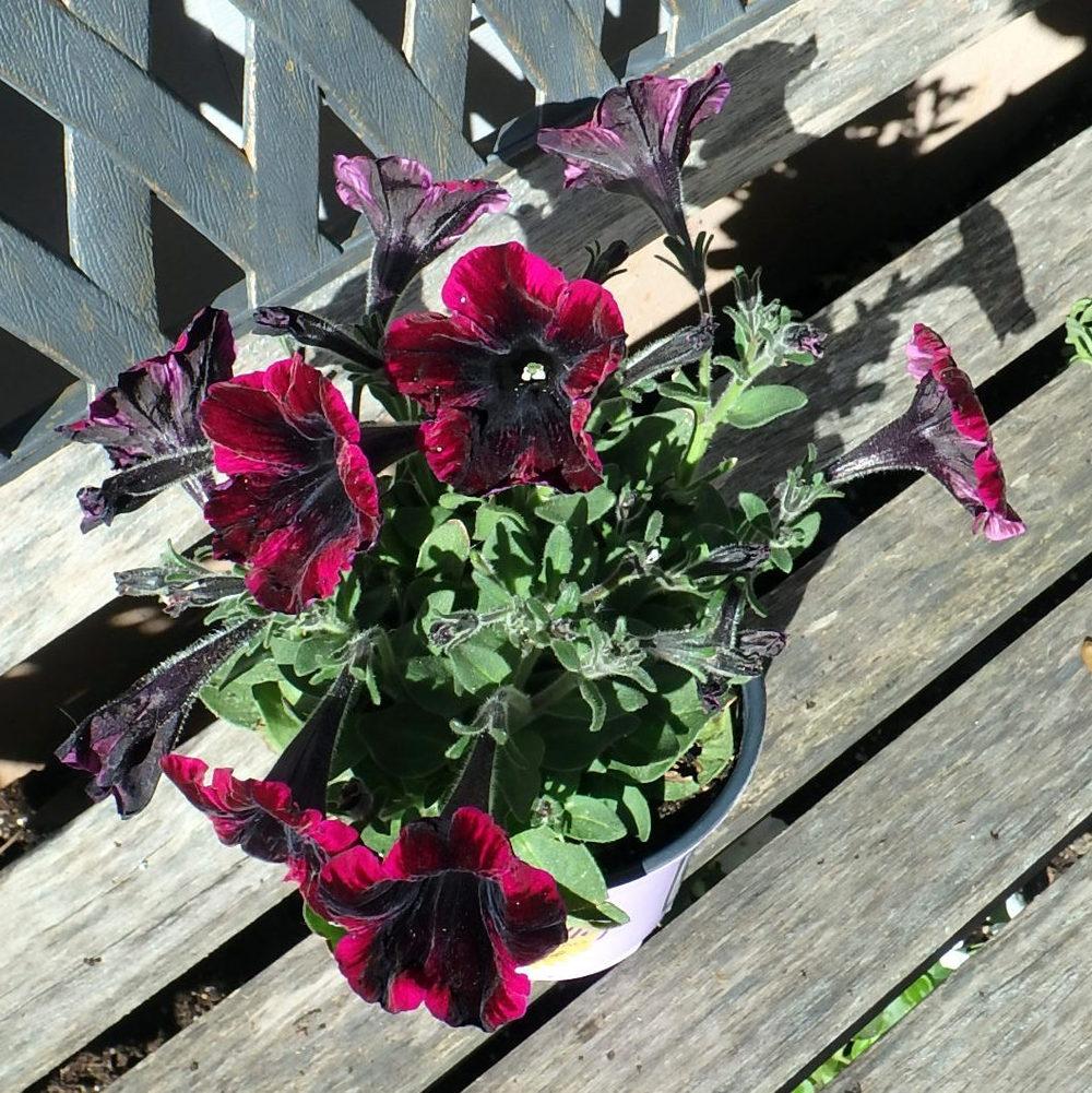 Photo of Petunia Sweetunia® Johnny Flame uploaded by stilldew