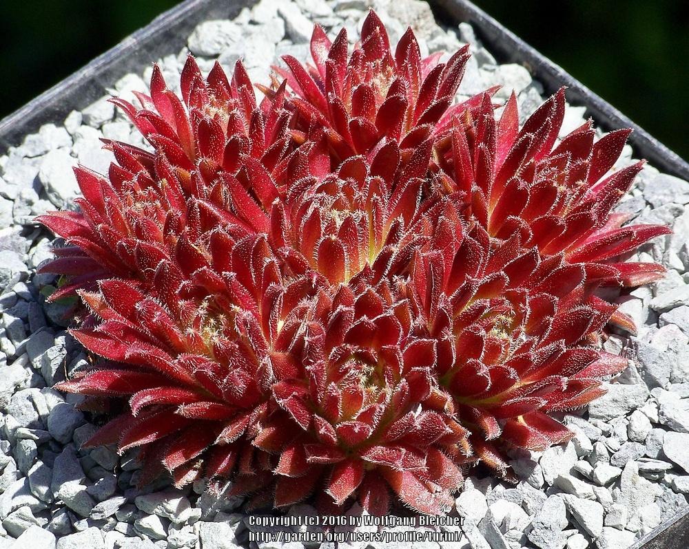 Photo of Hen and Chicks (Sempervivum 'Sweet Litschi') uploaded by turini