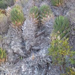 Location: Baja California
Date: 2013-12-18
Unusually long stems