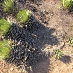 Location: Baja California
Date: 2012-10-06
Unusually long stems