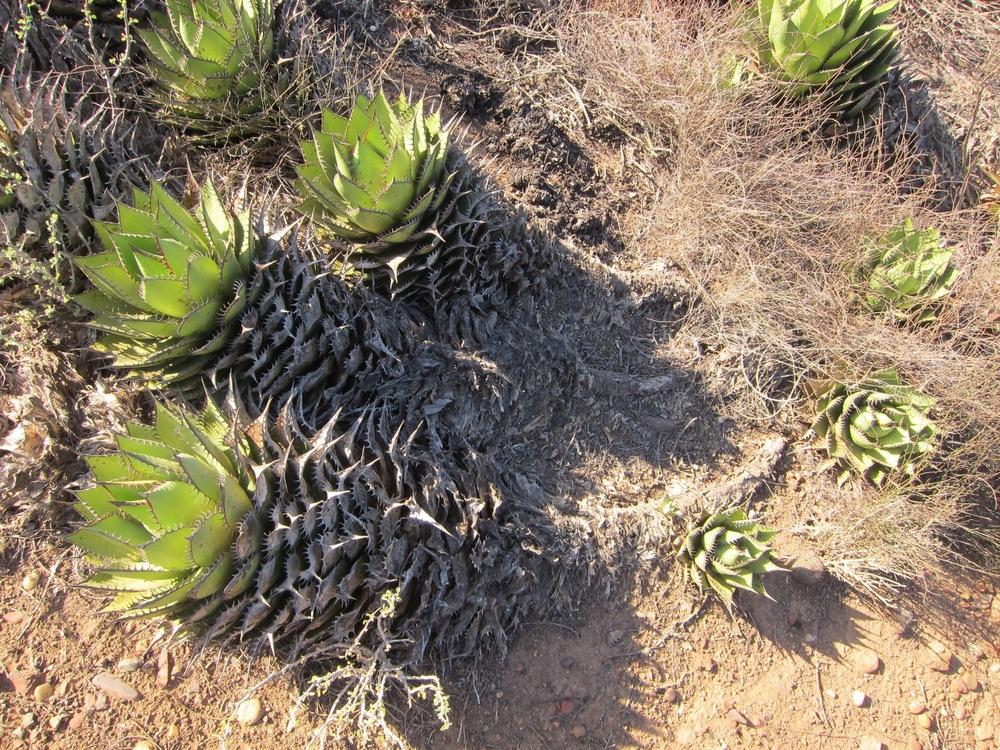 Photo of Shaw's Agave (Agave shawii) uploaded by Baja_Costero