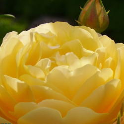 Location: Riverview, Robson, B.C.
Date: 2006-06-29
 4:38 pm. A most magnificent Rose!