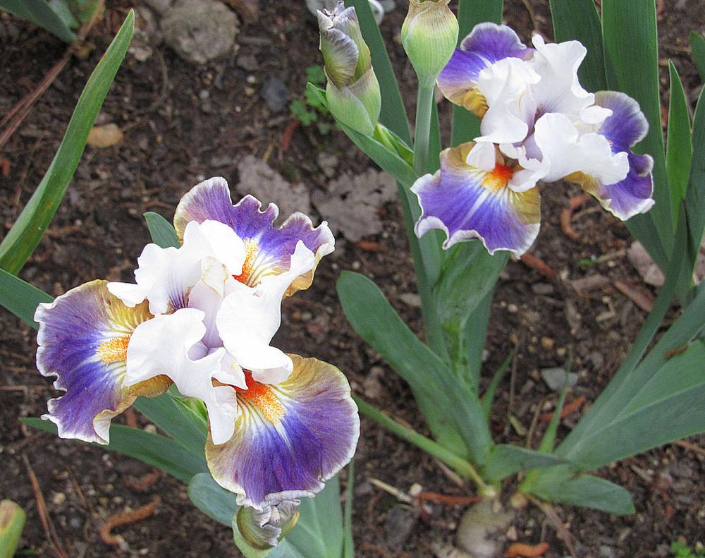 Photo of Intermediate Bearded Iris (Iris 'Dazzling') uploaded by Lestv
