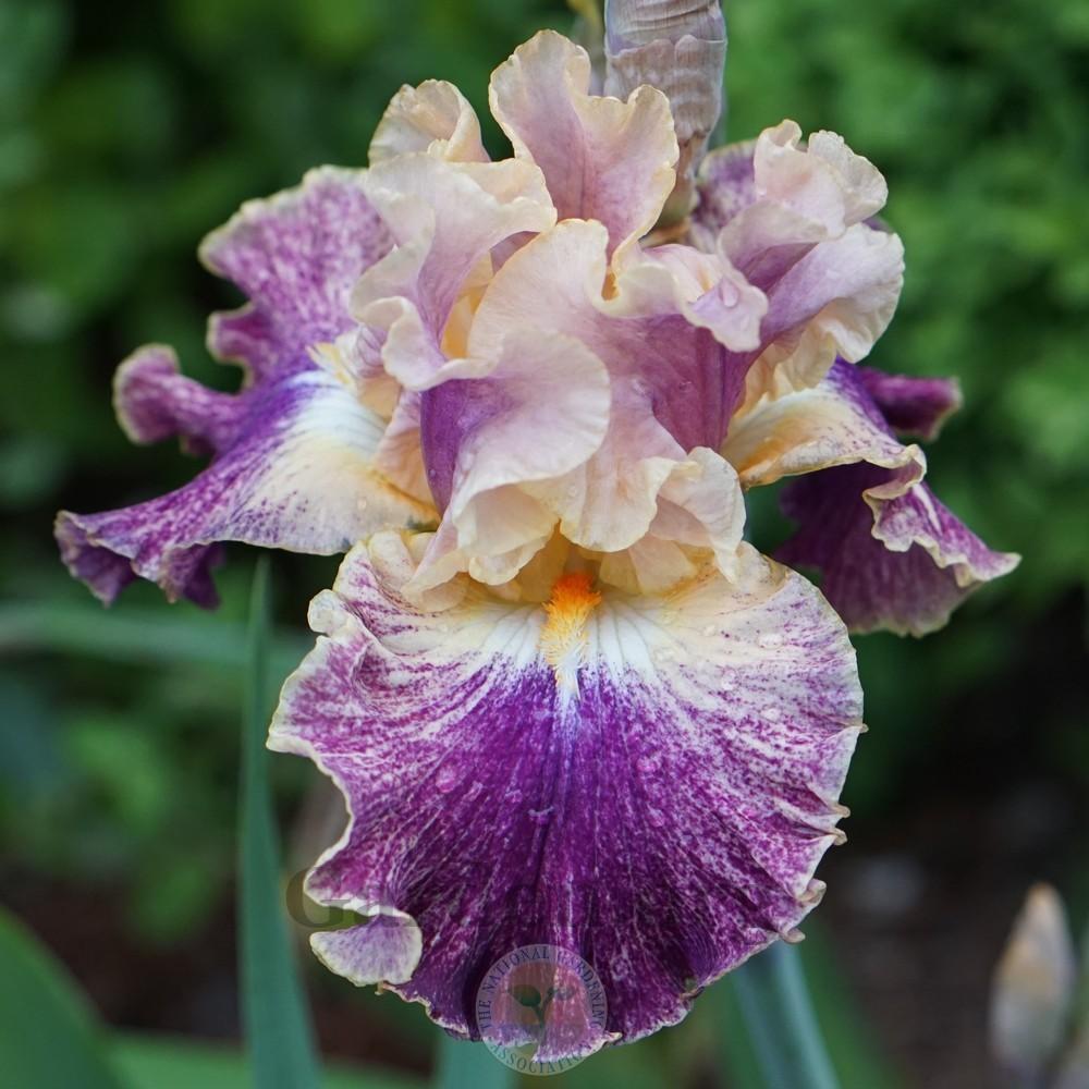 Photo of Tall Bearded Iris (Iris 'Celtic Tartan') uploaded by Patty