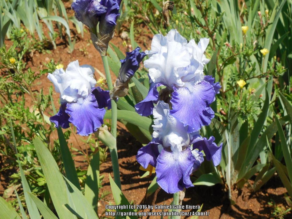 Photo of Tall Bearded Iris (Iris 'Cross Current') uploaded by Cuzz4short