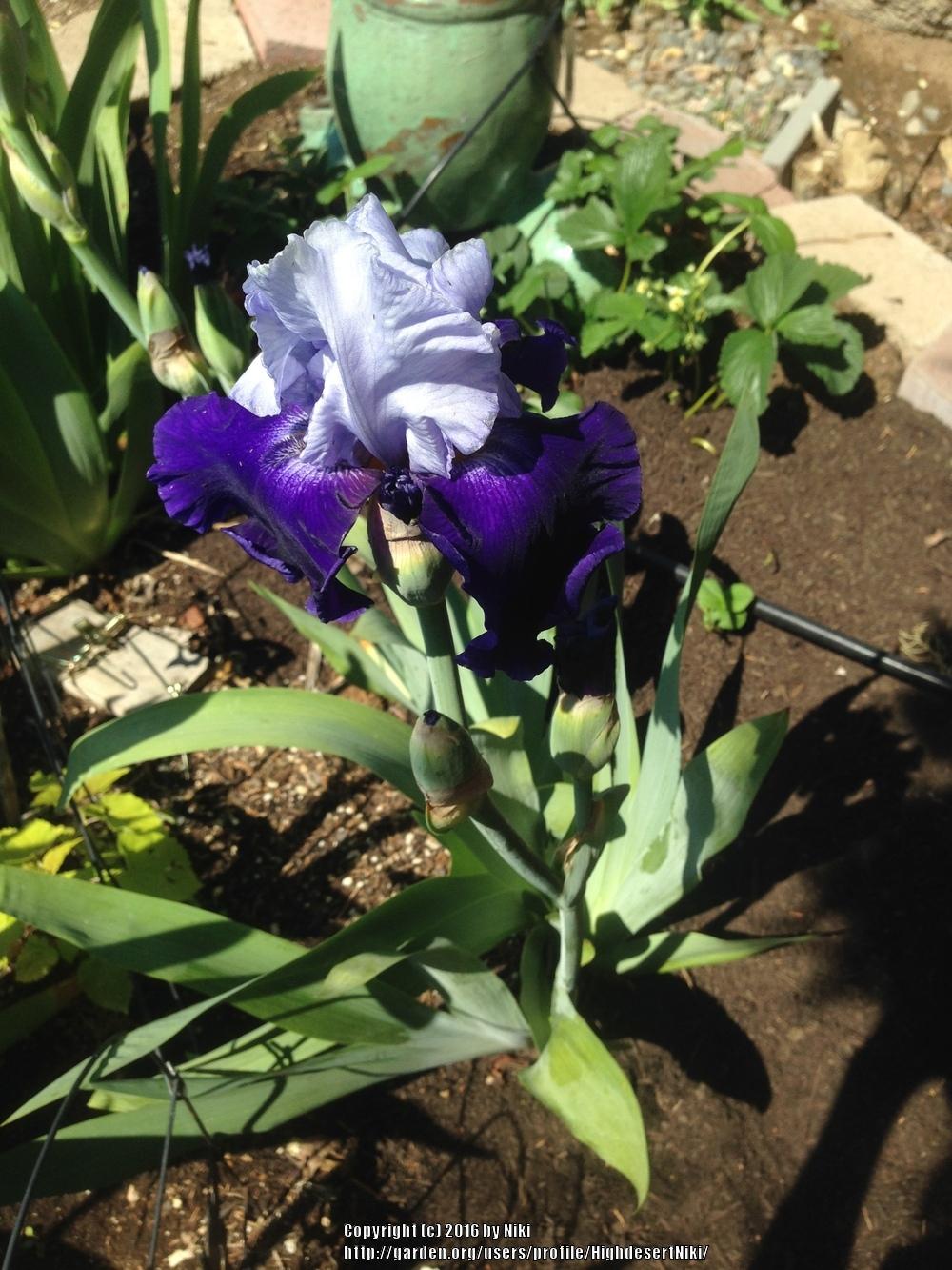 Photo of Tall Bearded Iris (Iris 'Over Alaska') uploaded by HighdesertNiki
