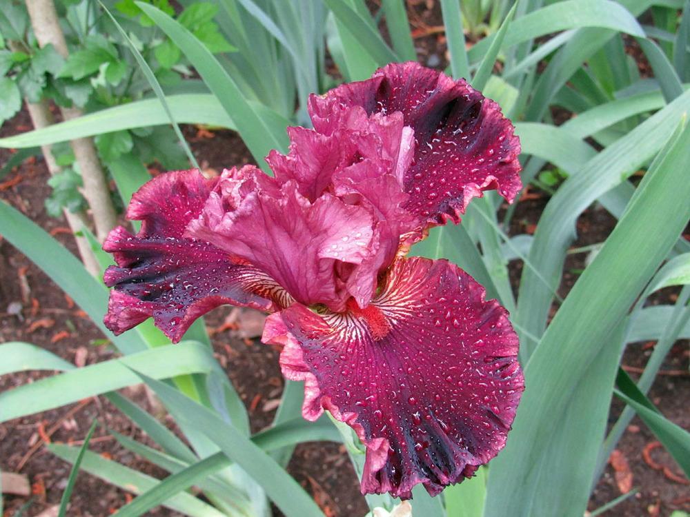 Photo of Tall Bearded Iris (Iris 'Swordsman') uploaded by Lestv