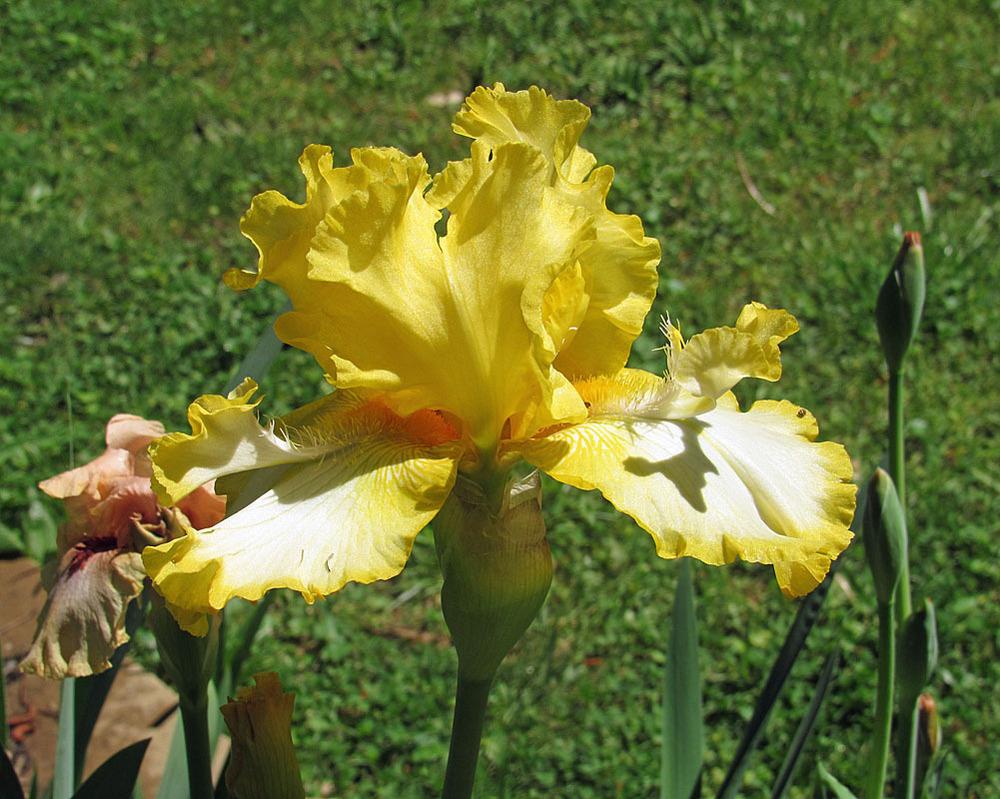Photo of Tall Bearded Iris (Iris 'Abby and Me') uploaded by Lestv
